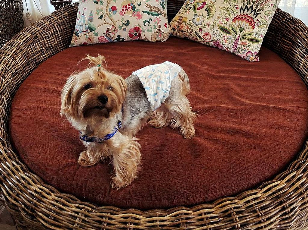 寵物友善民宿-台中閒情驛棧